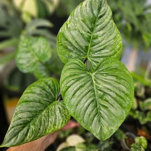 Philodendron Sodiroi Medium Size Green Leaves Live Plant