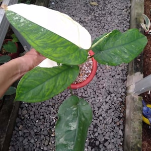 Syngonium Chiapense Variegated Perfect Condition, Unique Leaves of Syngonium Live Plants