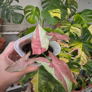Syngonium Strawberry Milk Perfect Condition, Unique Leaves of Syngonium Live Plants