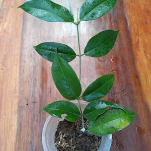 Hoya Apoda Sp Papua Leaves Perfect Condition, Unique Hoya Leaves Beautiful Flower Live Plant