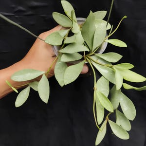 Hoya Nummularioides Silver Leaves Unique Live Plant