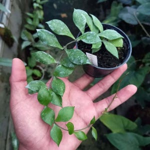 Hoya Bakoensis Leaves Perfect Condition, Unique Hoya Leaves Beautiful Flower Live Plant