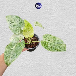 超絶希少 フィロデンドロン トータム アルボ斑入り 超絶希少