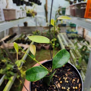Hoya Linavergarae Leaves Perfect Condition, Unique Hoya Leaves Beautiful Flower Live Plant