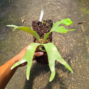 Platycerium Alcicorne Africa Perfect Condition, Unique Leaves of Platycerium Live Plants