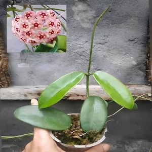 Hoya Meliflua Leaves Perfect Condition, Unique Hoya Leaves Beautiful Flower Live Plant