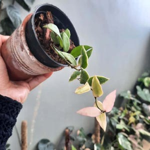 Hoya Lacunosa Kayas Leaves Perfect Condition, Unique Hoya Leaves Beautiful Flower Live Plant