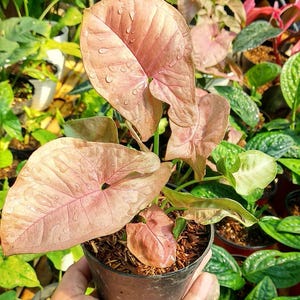 Syngonium Pink Neon Robusta Perfect Condition, Unique Leaves of Syngonium Live Plants