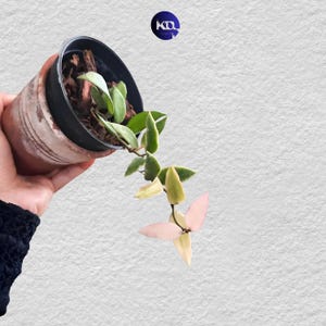 Hoya Lacunosa Kayas Lebende Pflanze mit einzigartigen Blättern