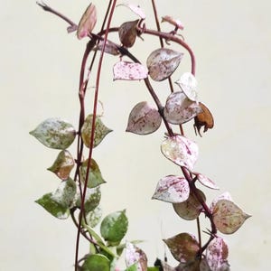 Hoya Lacunosa Black Aurora Leaves Perfect Condition, Unique Hoya Leaves Beautiful Flower Live Plant