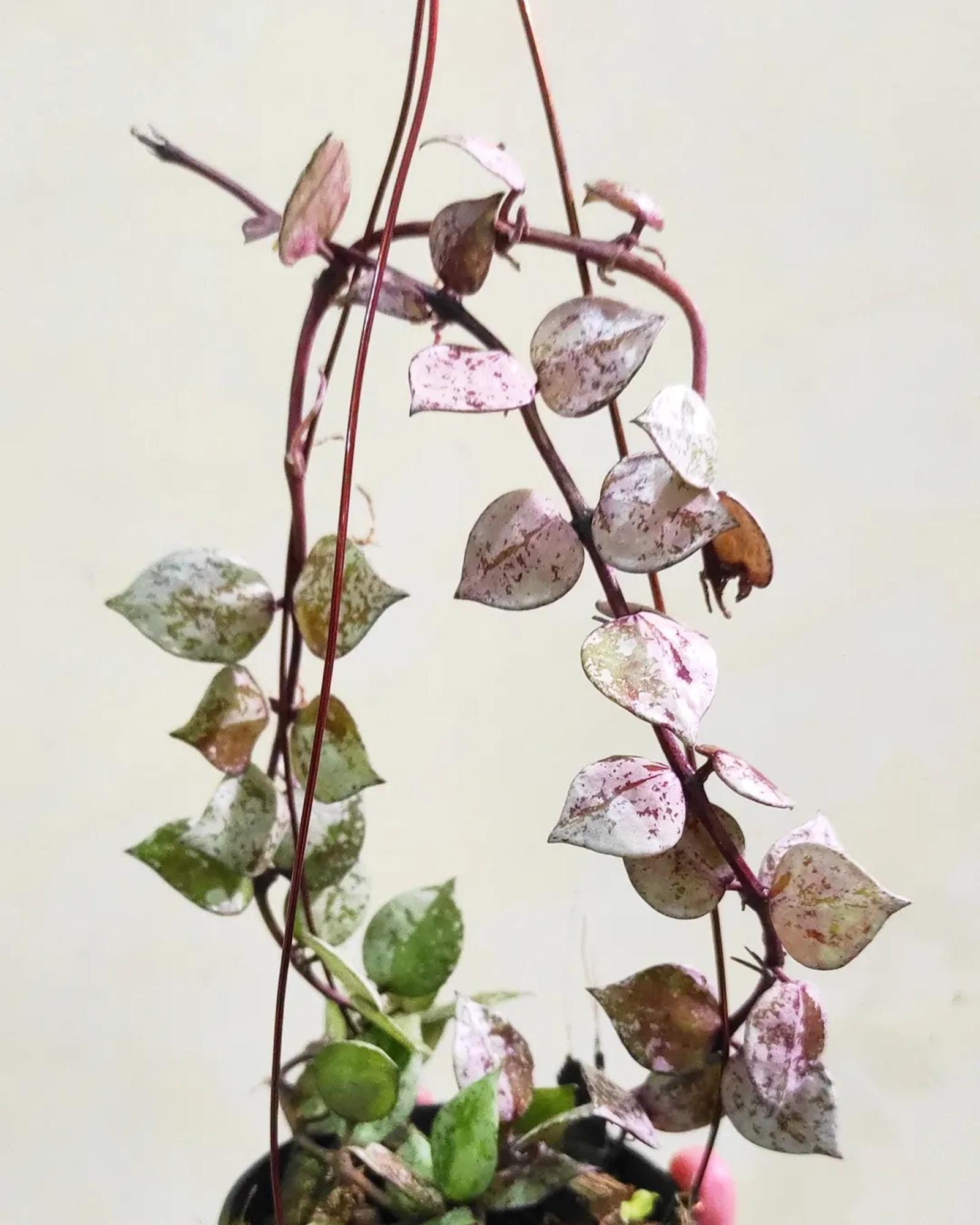 Lacunosa Aurora - Etsy