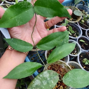 Hoya Sangguensis Leaves Perfect Condition, Unique Hoya Leaves Beautiful Flower Live Plant