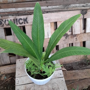 Philodendron Lynette Parfait état, feuilles uniques de plantes vivantes Philodendron