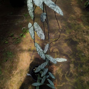 Hoya Sigillatis Silver  Leaves Perfect Condition, Unique Hoya Leaves Beautiful Flower Live Plant