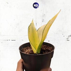 Sansevieria Golden Asahi Mutation Perfect Condition, Unique Leaves of Sansevieria Live Plants