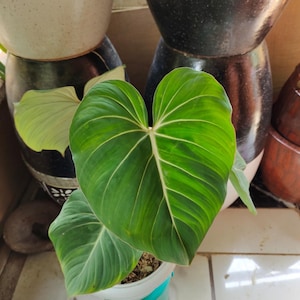 Philodendron Gloriosum Parfait état, feuilles uniques de plantes vivantes Philodendron
