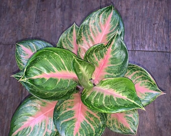 Aglaonema Gendis  Perfect Condition, Unique Leaves of Aglaonema Live Plants