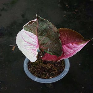 Syngonium Strawberry Ice Perfect Condition, Unique Leaves of Syngonium Live Plants