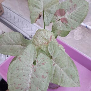 Syngonium Pink Spot Perfect Condition, Unique Leaves of Syngonium Live Plants