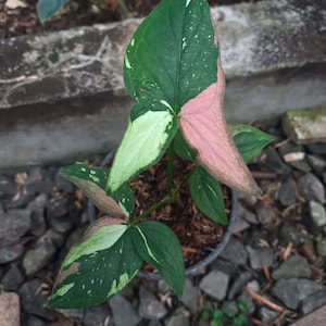 Syngonium Red Spot Tricolor Perfect Condition, Unique Leaves of Syngonium Live Plants
