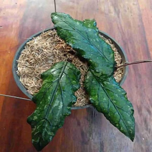 Hoya Sp Takengon Leaves Perfect Condition, Unique Hoya Leaves Beautiful Flower Live Plant