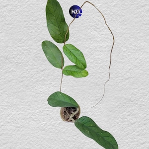 Hoya Meredithii Sp Aceh Unique Leaf Live Plant