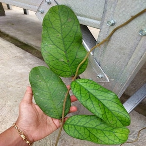 Hoya Meredithii Sp Aceh Leaves Perfect Condition, Unique Hoya Leaves Beautiful Flower Live Plant