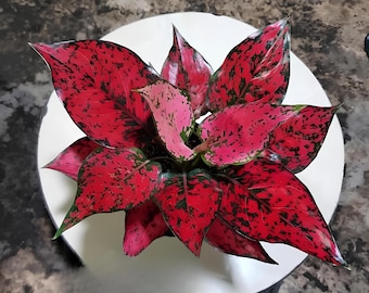 Aglaonema Komkom Magenta Perfect Condition, Unique Leaves of Aglaonema Live Plants