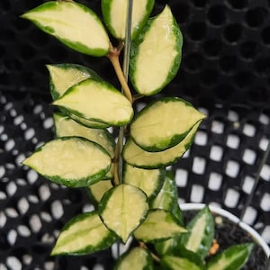 Hoya Lacunosa Midori Leaves Perfect Condition, Unique Hoya Leaves Beautiful Flower Live Plant