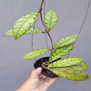 Hoya Ranauensis Leaves Perfect Condition, Unique Hoya Leaves Beautiful Flower Live Plant