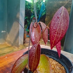 Hoya Nicholsoniae Red Leaves Perfect Condition, Unique Hoya Leaves Beautiful Flower Live Plant