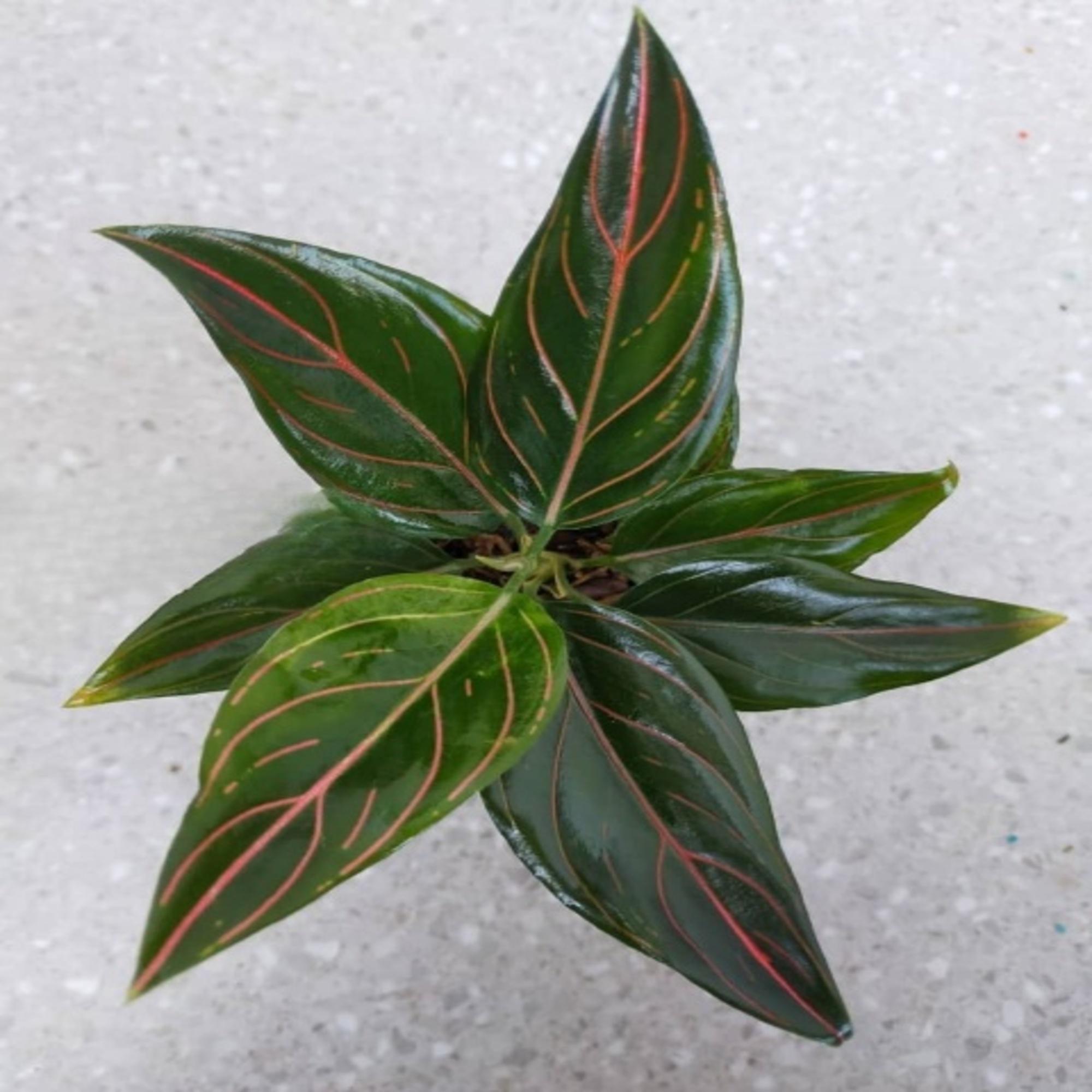 【極美株】Aglaonema Rotundum Aceh ★アグラオネマ 極美株】Aglaonema Rotundum Aceh ☆アグラオネマ 【公式通販】