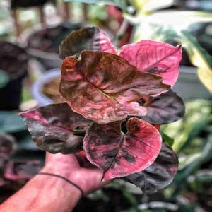 Syngonium Strawberry Ice Galaxy Perfect Condition, Unique Leaves of Syngonium Live Plants