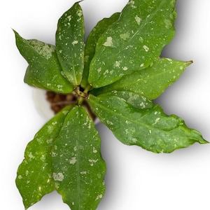 Hoya Mitrata Splash Live Plant Unique Foliage