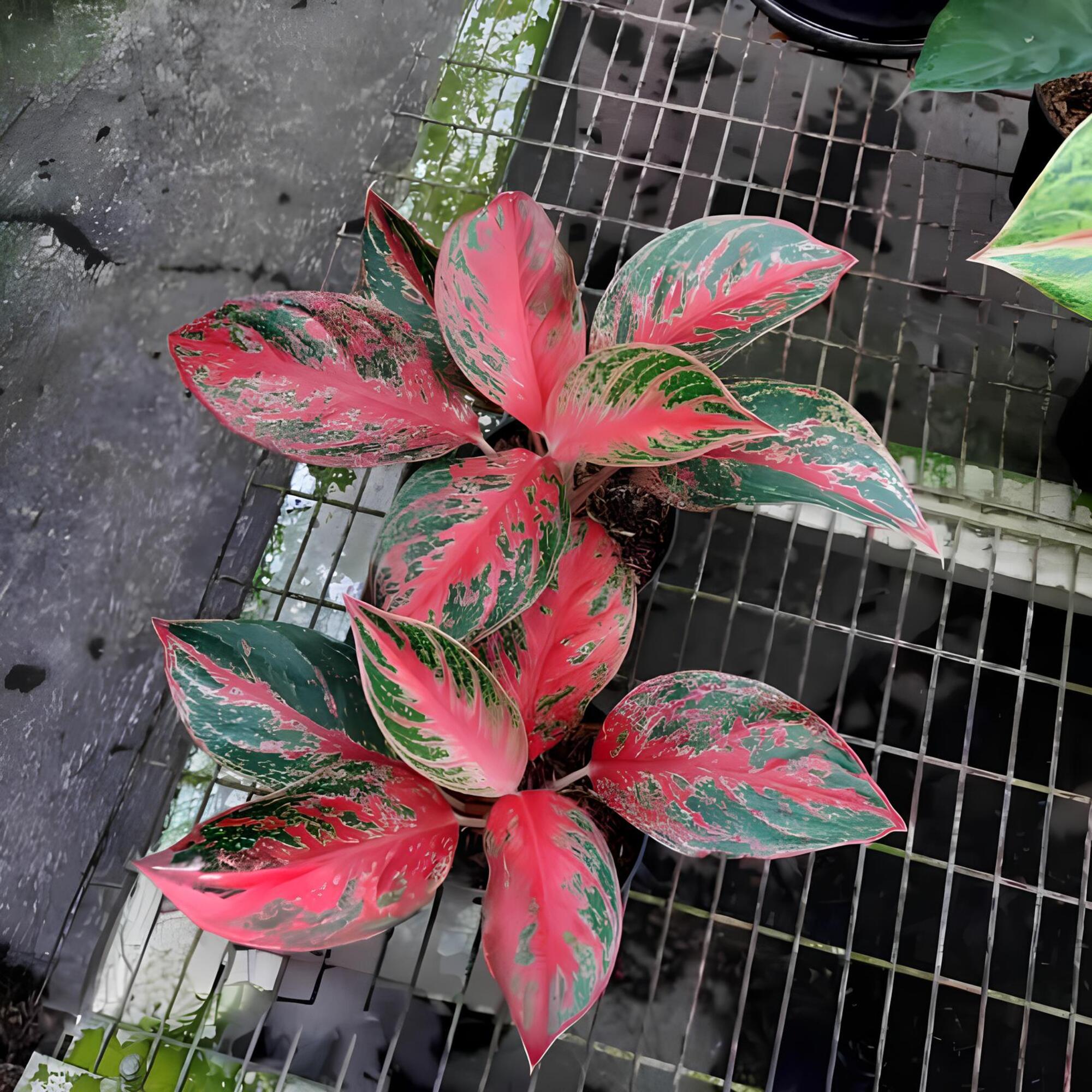 Aglaonema Pincut Perfect Condition, Unique Leaves of Aglaonema Live Plants