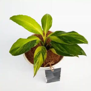 Spathiphyllum Sensation Aurea Variegated Perfect Condition, Unique Leaves of Spathiphyllum Live Plants