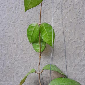 Hoya Verticilata sp Lampung Leaves Perfect Condition, Unique Hoya Leaves Beautiful Flower Live Plant