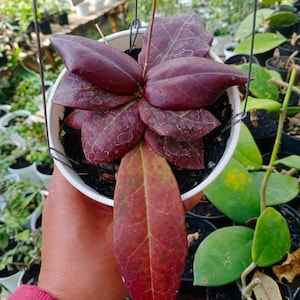 Hoya Buntokensis Red Leaves Perfect Condition, Unique Hoya Leaves Beautiful Flower Live Plant