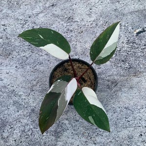 Philodendron rouge Anderson panaché parfait état, feuilles uniques de plantes vivantes Philodendron