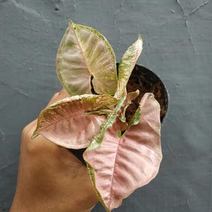 Syngonium Mosaic Pink Perfect Condition, Unique Leaves of Syngonium Live Plants