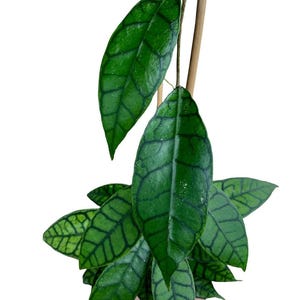 Hoya Callistophylla Green Leaves Perfect Condition, Unique Hoya Leaves