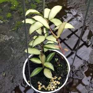 Hoya Lacunosa Minara Leaves Perfect Condition, Unique Hoya Leaves Beautiful Flower Live Plant