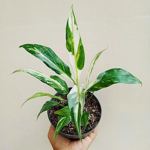 Spathiphyllum Peace Lily Variegated Perfect Condition, Unique Leaves of Spathiphyllum Live Plants