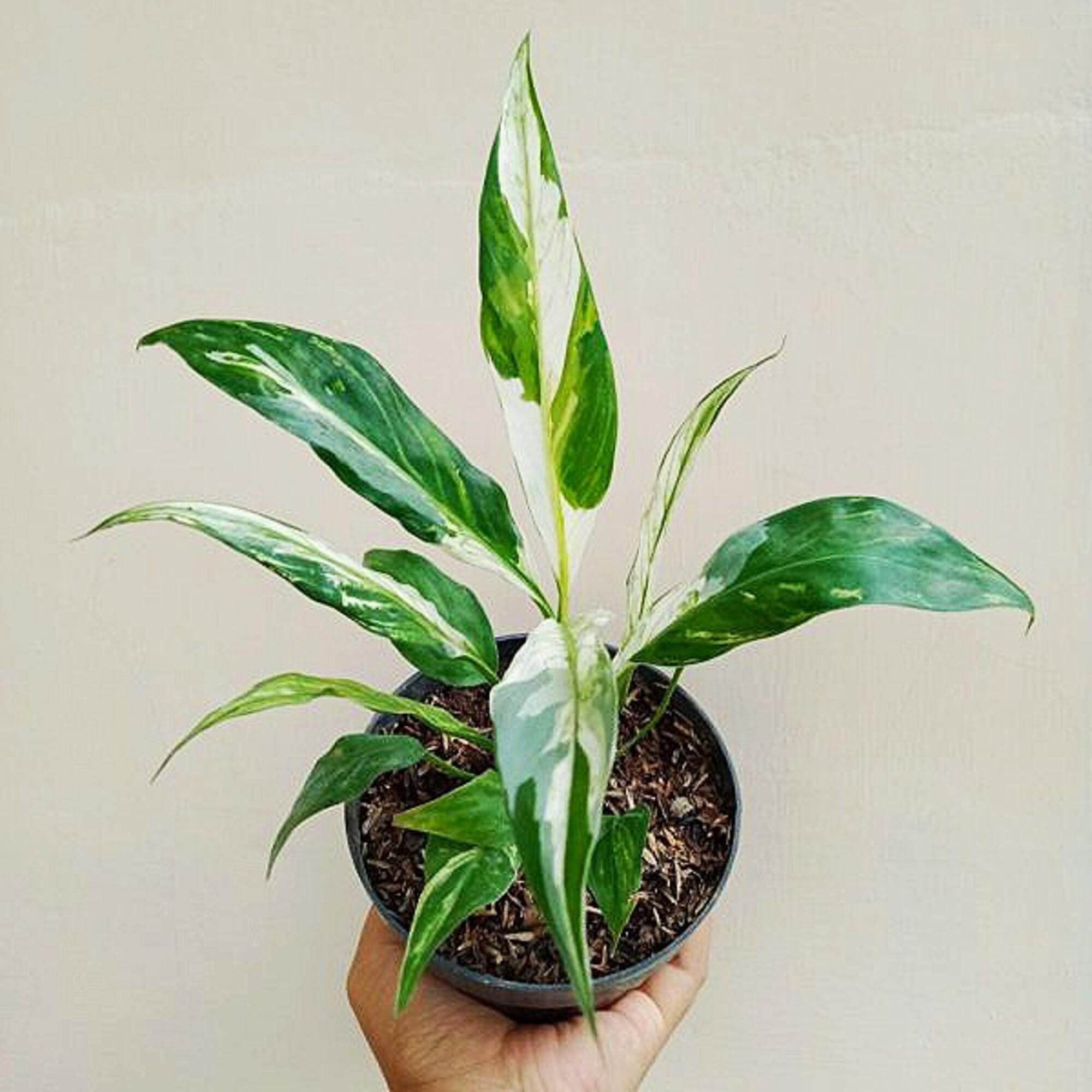 Picasso peace lily - Etsy 日本
