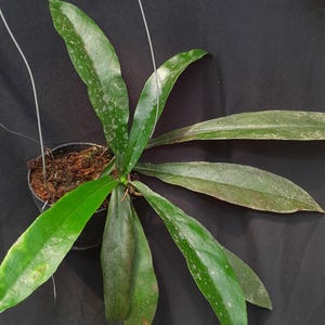 Hoya Buntokensis Green Leaves Perfect Condition, Unique Hoya Leaves Beautiful Flower Live Plant