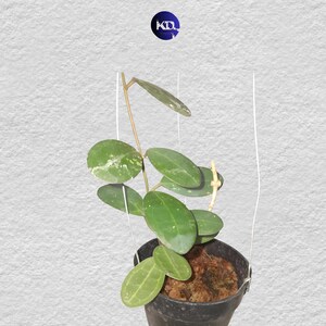 Hoya Elliptica: Hojas en perfecto estado, hojas únicas de Hoya, hermosa flor, planta viva.