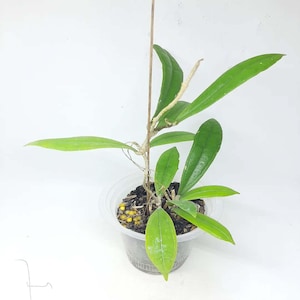 Hoya Rigidifolia  Leaves Perfect Condition, Unique Hoya Leaves Beautiful Flower Live Plant