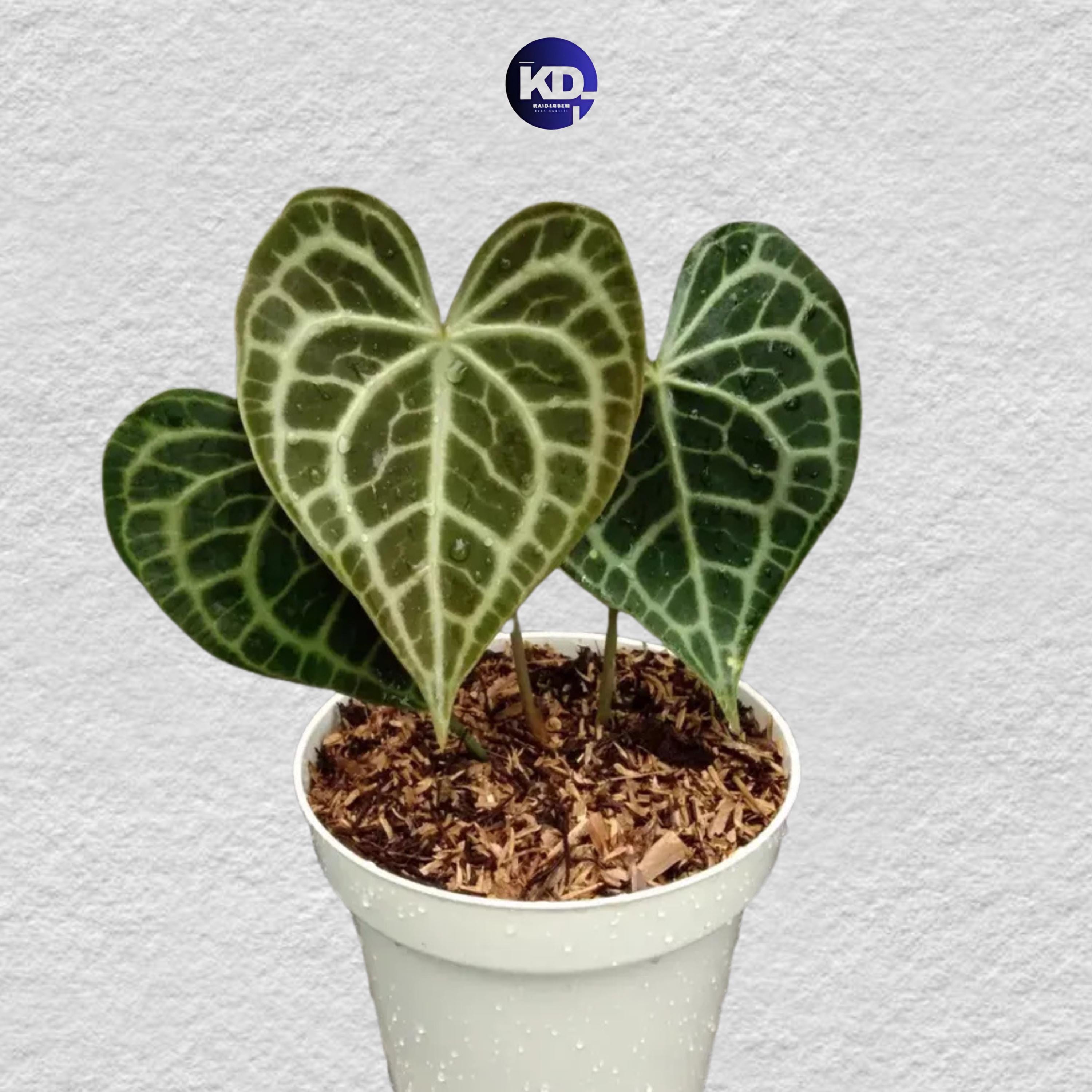 Anthurium moodeanum - Etsy 日本