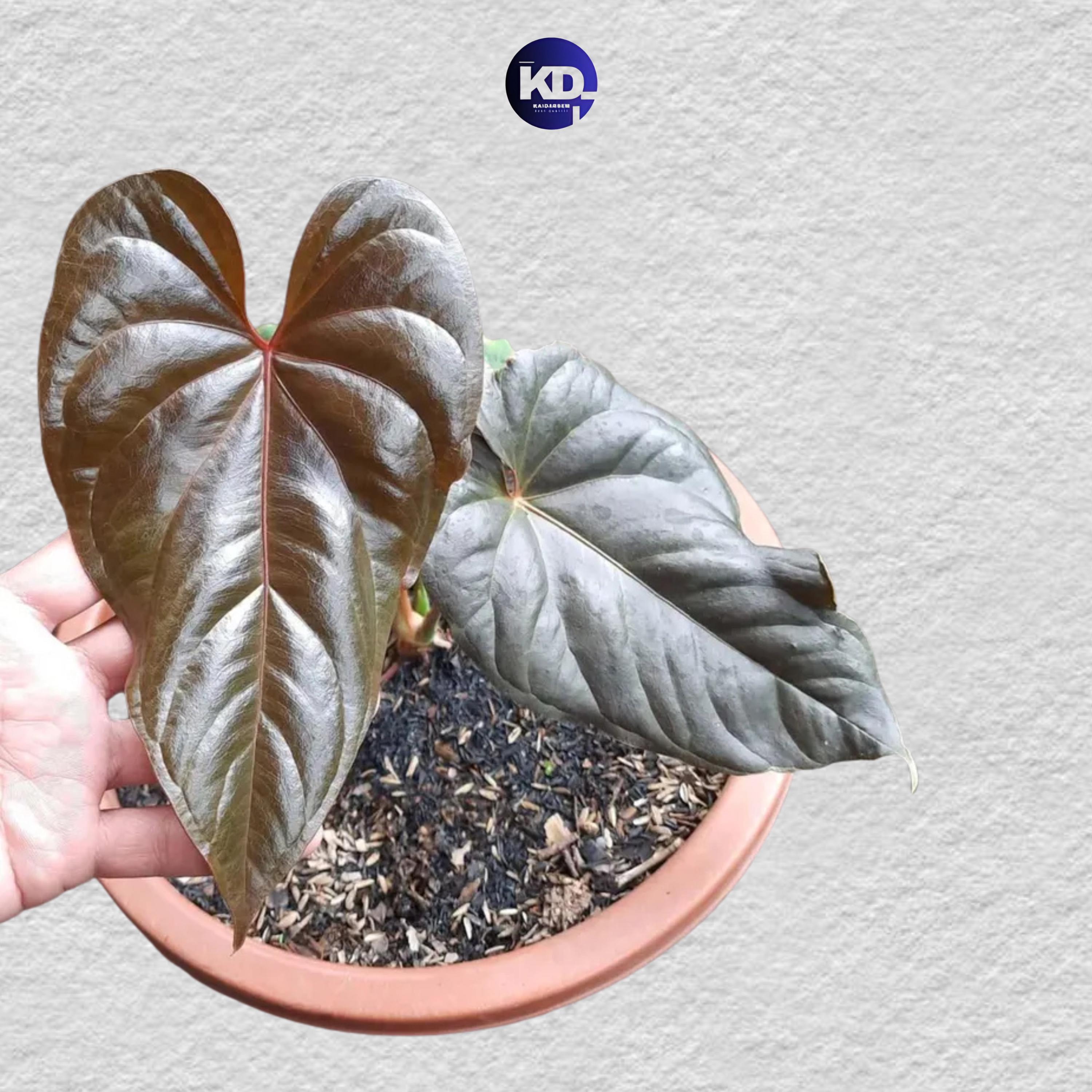 Anthurium dorayaki - Etsy 日本