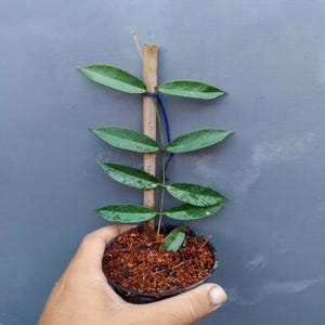 Hoya Exilis Leaves Perfect Condition, Unique Hoya Leaves Beautiful Flower Live Plant